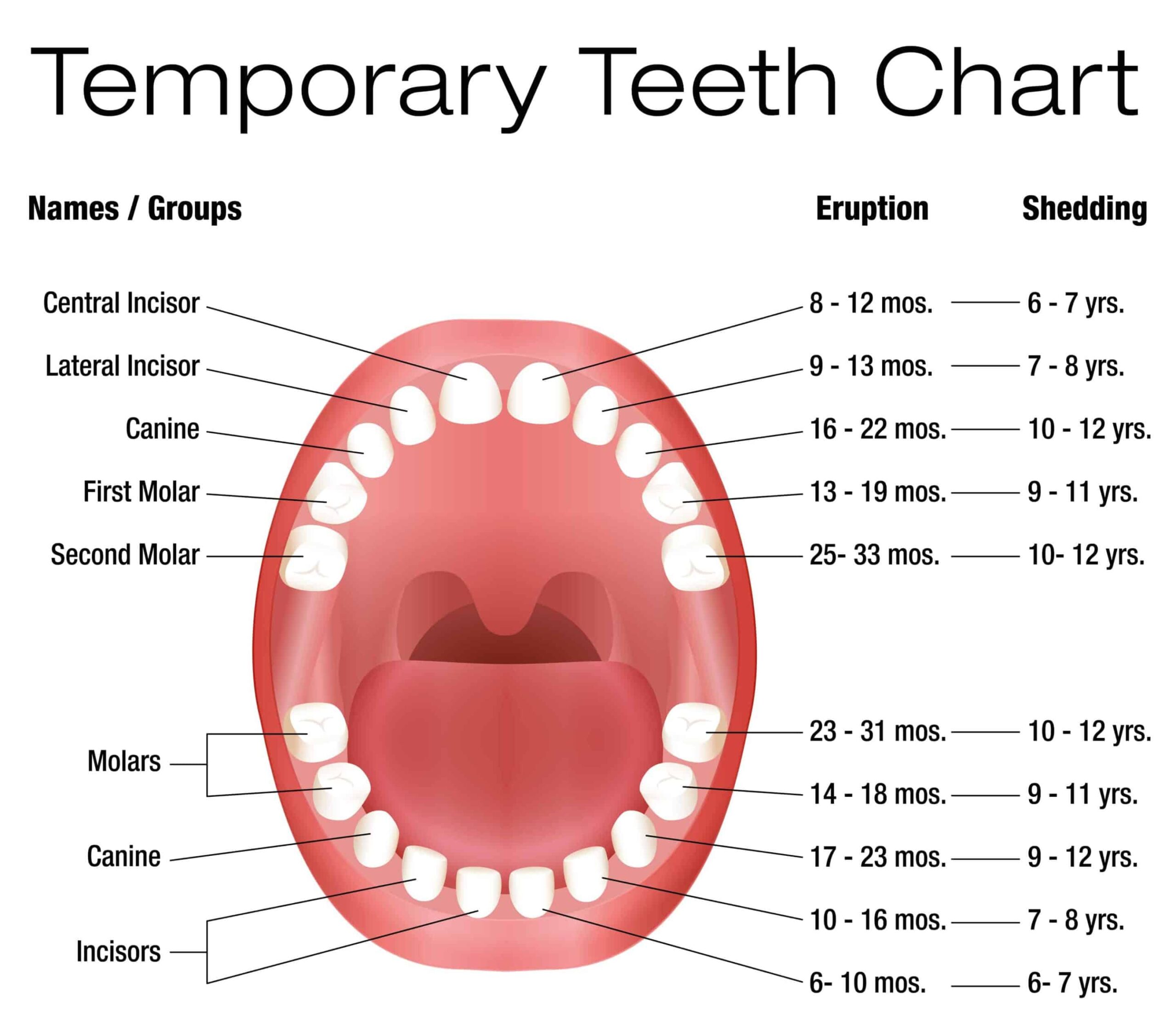bigstock Temporary Teeth Primary Baby E 95299427 scaled 1 scaled